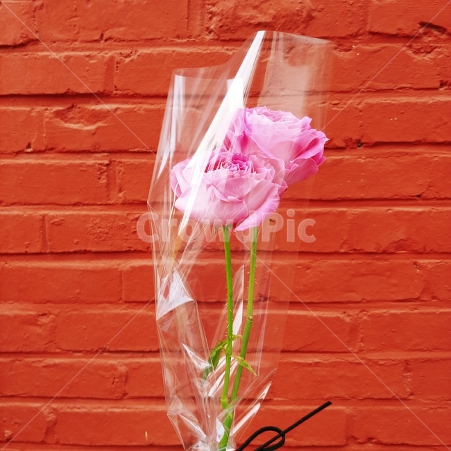 장미,꽃,분홍,프로포즈,고백,꽃,flower