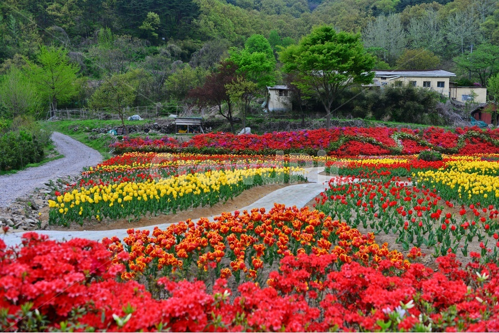 무등산,동적골,튤립축제,철쭉,노랑,빨강,봄,계절,패턴,tulip,튤립,plant,식물,blossom,flower,꽃,자연,풍경,nature,landscape