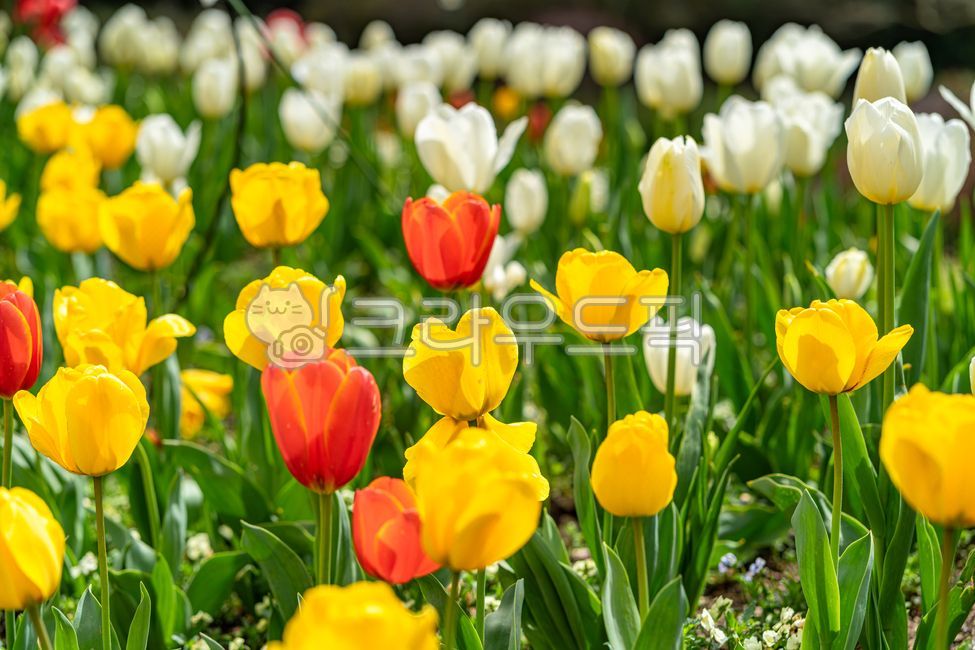 beautiful, colorful, spring, color, blossom, 사진,이미지,일러스트,캘리그라피 - 바람의마법사작가
