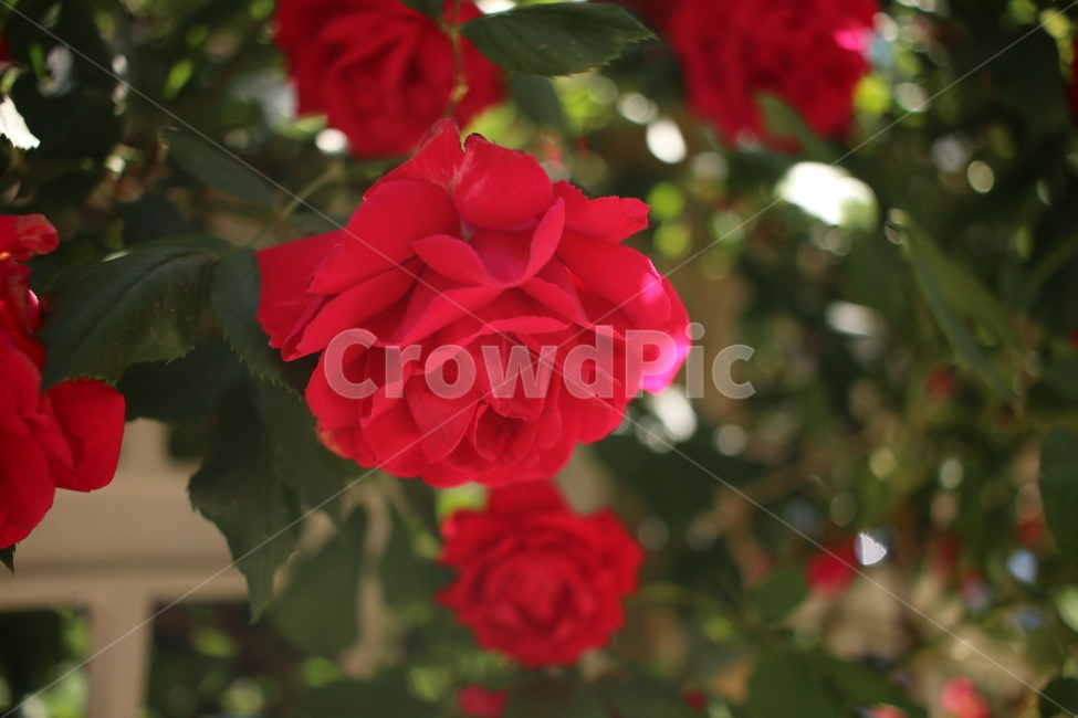 장미,정원,garden,감성,rose,flower,화단