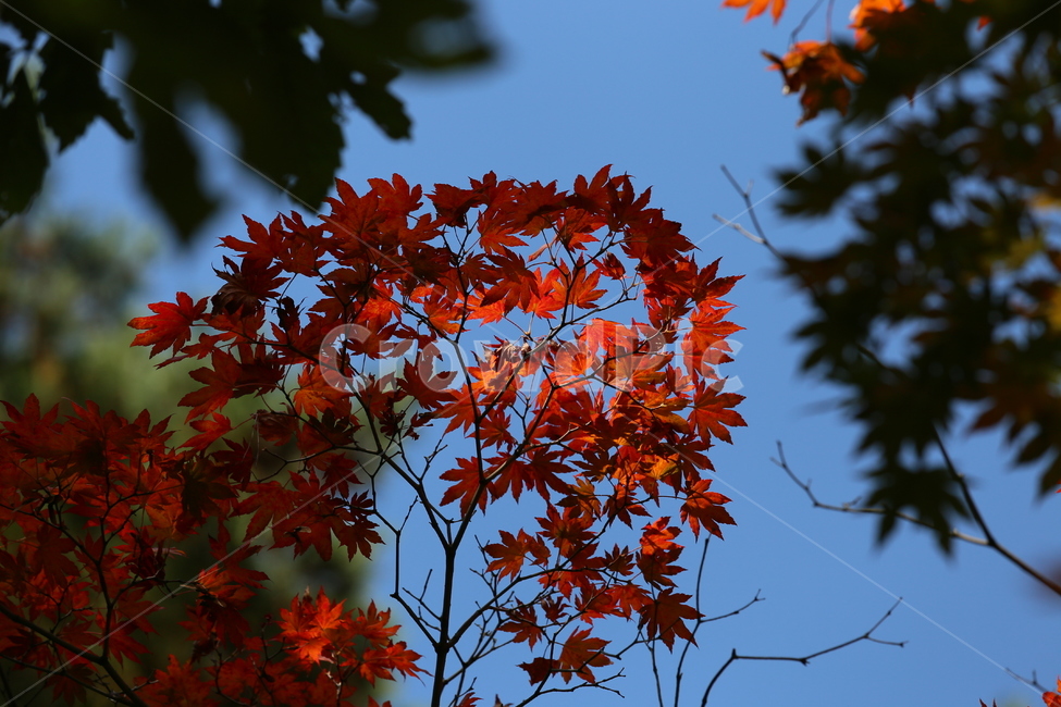 plant,식물,leaf,tree,maple,가을,가을,계절,fall,autumn,season,식물,자연,plants,nature,잎,나무