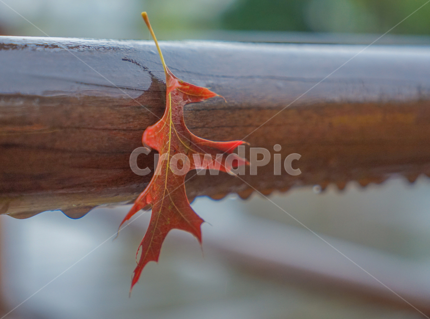 단풍,잎,잎파리,잎새,가을,비,낙엽,가을,계절,fall,autumn,season,비,비오는날,rain,rainy,leaf,plant,식물