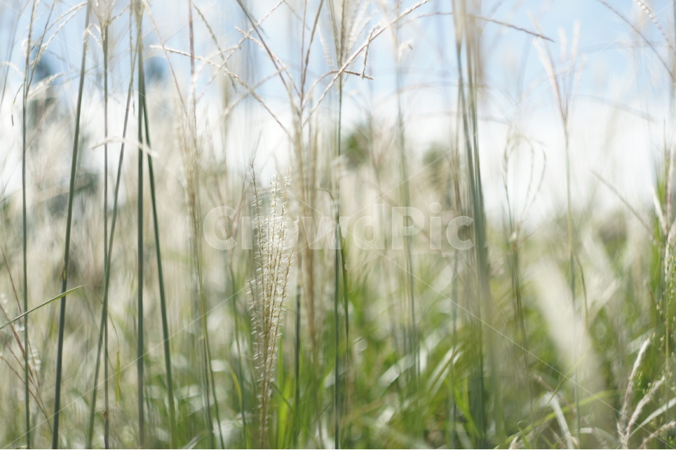 억새,가을,식물,plant,풍경,landscape,감성,nature,자연,생동감,fresh,가을,계절,fall,autumn,season,식물,자연,plants,nature,감성,sensible,feeling,grass,잔디,lawn
