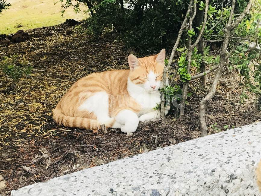 낮잠,꿀잠,고양이,편안,행복,동물,animal,포유류,mammal,고양이,cat,kitten,kitty