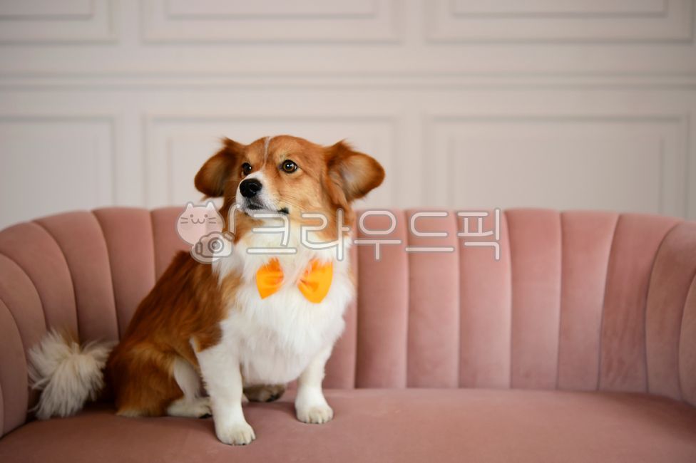 강아지,믹스견,개,반려견,반려동물,웰시코기,시골강아지,시골개,포유류,dog,애완동물,동물,animal,pet