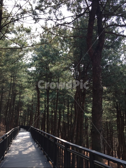 풍경,산책길,둘레길,자연,나무,자연,풍경,nature,landscape