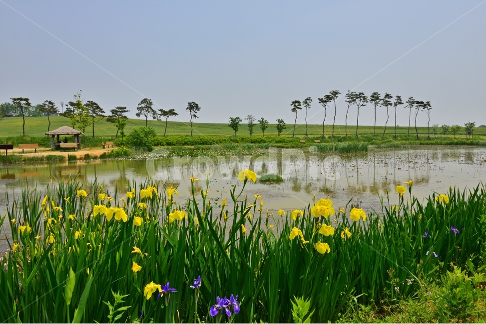 field,들,grassland,목초지,nature,자연,outdoors,옥외,water,물,전북,고창,학원농장,연못,소나무,수선화,붓꽃,꽃,봄꽃,봄,계절,반영