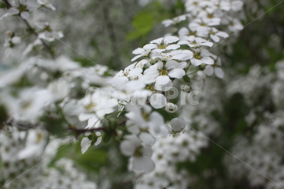 plant,식물,꽃,flower,조팝나무