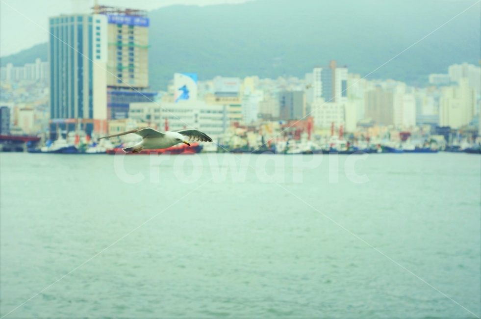 바다,새,항구,아웃포커싱,비행,갈매기,outoffocus,날개,fly,도시,풍경,city,landscape,동물,animal,조류,새,birds,vehicle,차량,watercraft,선박,transportation,교통