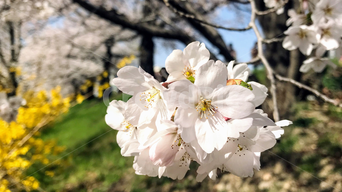 벚꽃,봄,꽃,flower,맑음,하늘,미세먼지좋음,미세먼지,cheryyblossom,blossom,식물,꽃나무,개화기,봄나들이,봄소풍