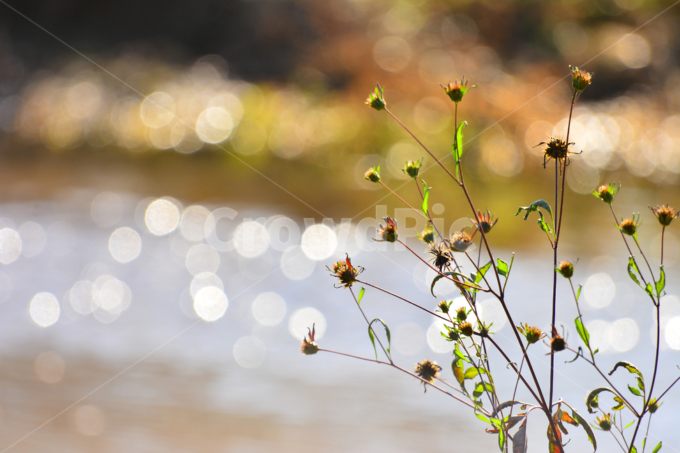 들풀,들꽃,보케,빛망울,가을배경,야생화,plant,bokeh,배경,바탕,백그라운드,background,가을느낌,autumn,시냇가,빛,light,플레어,flare,petal,꽃잎,식물,blossom,flower,자연,nature,꽃,가을,계절,fall,autumn,season