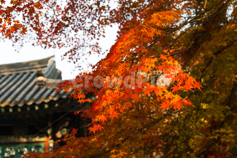 가을,단풍,풍경,산책,등산,산,가을산,가을,계절,fall,autumn,season,식물,자연,plants,nature,plant,leaf,잎,tree,나무,maple