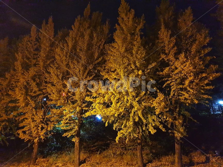 tree,나무,plant,식물,conifer,구과식물,가을,계절,fall,autumn,season