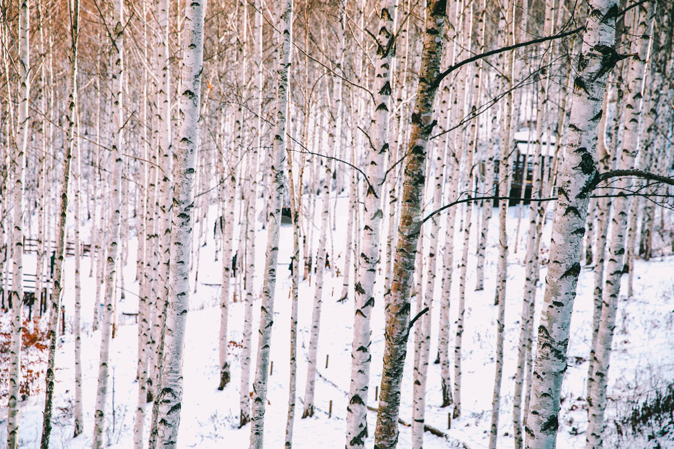 설경,눈풍경,자작나무숲,인제,자작나무,풍경,풍경사진,여행사진,여행,자연,nature,landscape,식물,plants,나무,trees,wood,흑백,모노톤,monochrome,blackandwhite,감성,한국자연풍경,한국자연경관,koreanlandscape,눈꽃,원대리,배경,백그라운드,snow,겨울,계절,winter,season,식물,자연,plants,nature,나무,trees,wood,감성,sensible,feeling