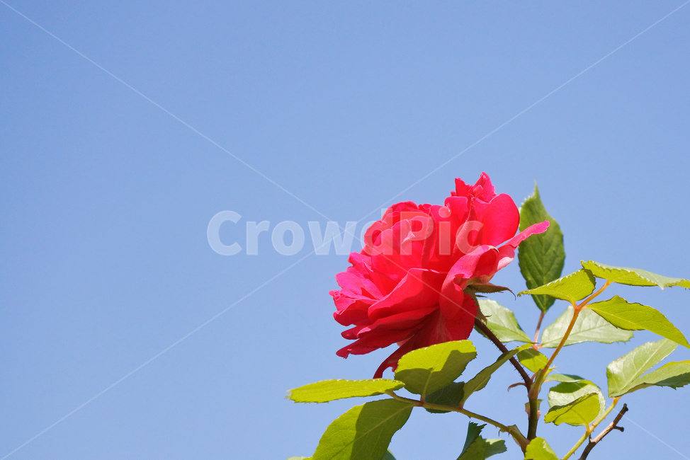 장미,여름,자연,꽃,로즈,색감,green,rose