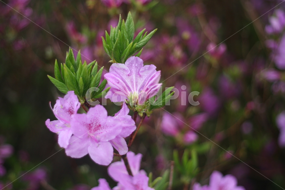 봄,비,봄비,철쭉,사라의기쁨,봄,계절,spring,season,식물,자연,plants,nature,꽃,flower,blossom,geranium,제라늄,plant