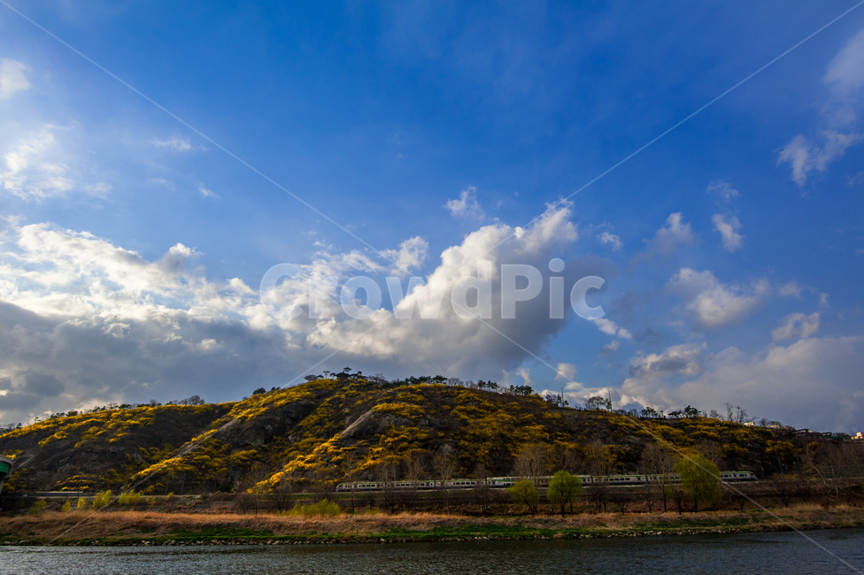 응봉산,개나리,희망,정,감격,달성,구름,하늘,봄,계절,spring,season,자연,풍경,nature,landscape,weather,날씨,outdoors,옥외,cumulus,적운,cloud,sky