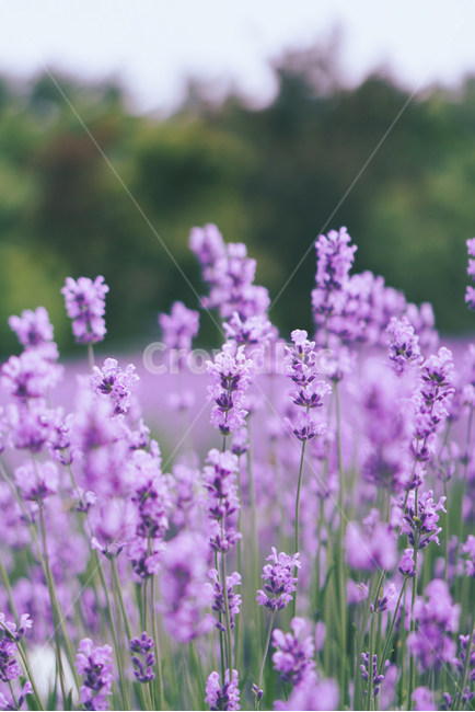 라벤더,라벤더밭,보라,꽃,flower,plant,식물,자연,lavender,blossom,배경화면,배경,식물,자연,plants,nature,꽃,flower