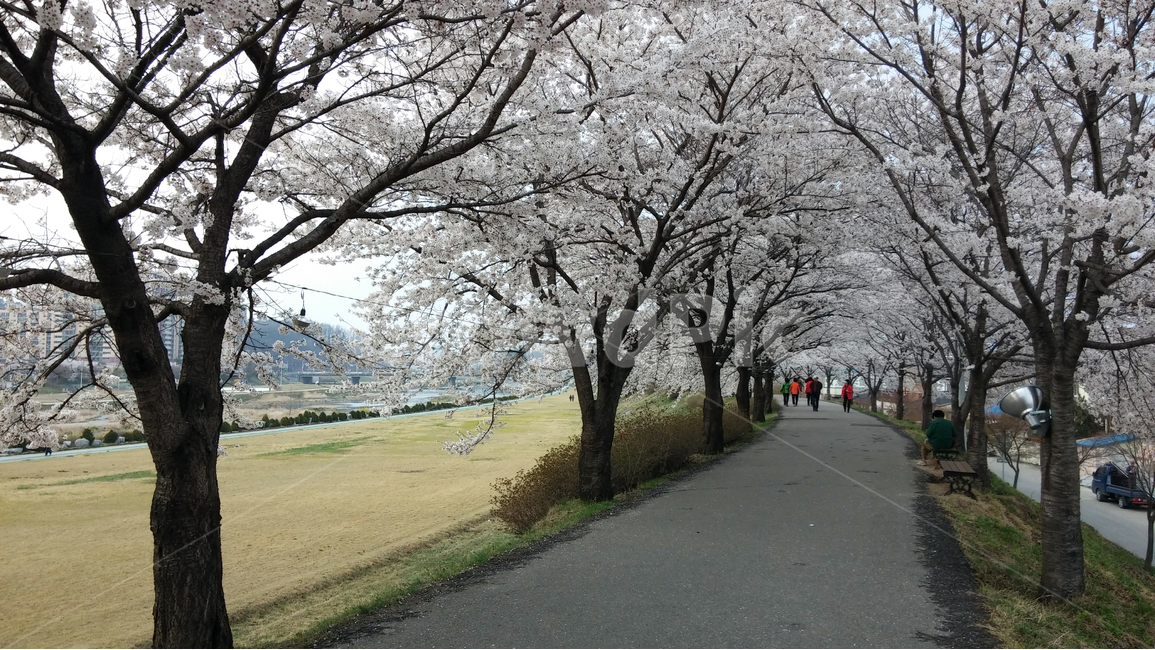 나무,꽃,벚꽃,봄,배경,산책,자연,길,Trees,flowers,cherryblossoms,spring,background,stroll,nature,road,봄,계절,spring,season,자연,풍경,nature,landscape,plant,식물,flower,cherry blossom,blossom