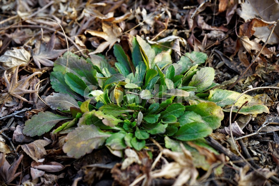 겨울,산,자연,녹색,새싹,푸르름,식물,자연,plants,nature