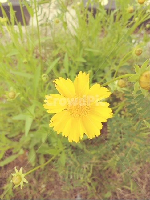 노란꽃,식물,초록,자연,들꽃,식물,자연,plants,nature,꽃,flower
