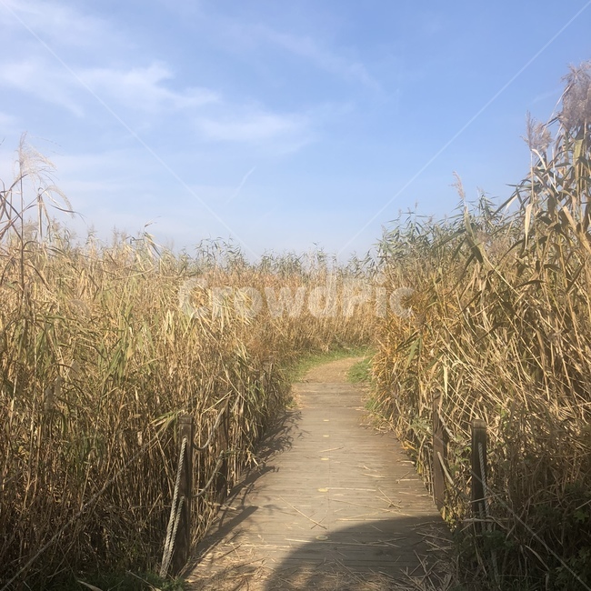 grass,잔디,plant,식물,산책로,갈대,갈대밭