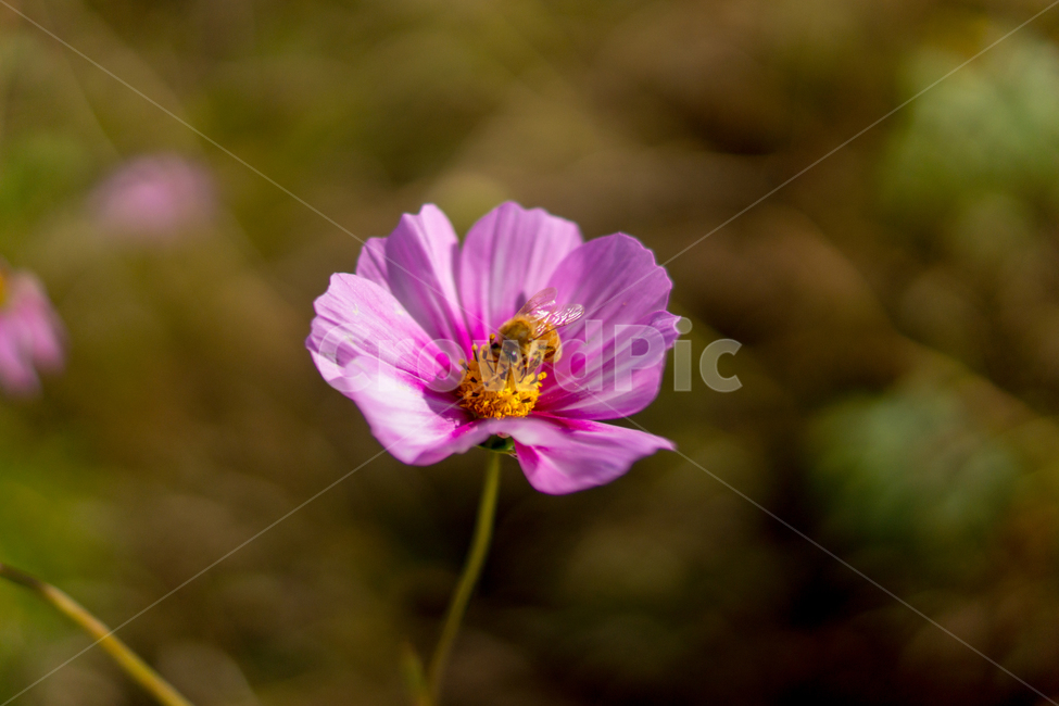 꿀,벌,꽃,벌꿀,꿀벌,식물,자연,plants,nature,꽃,flower