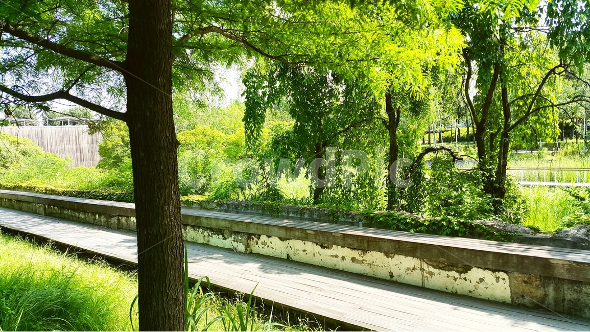 선유도,나무,숲,공원,여름,자연,풍경,nature,landscape,식물,plants,나무,trees,wood,휴식,힐링,rest,relaxation,healing,garden,정원,outdoors,옥외,arbour,정자