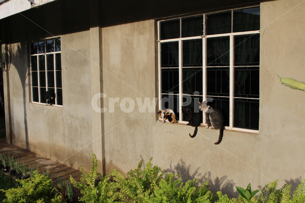 고양이,길고양이,cat,일광욕,일상,풍경,동물,animal,포유류,mammal,고양이,cat,kitten,kitty
