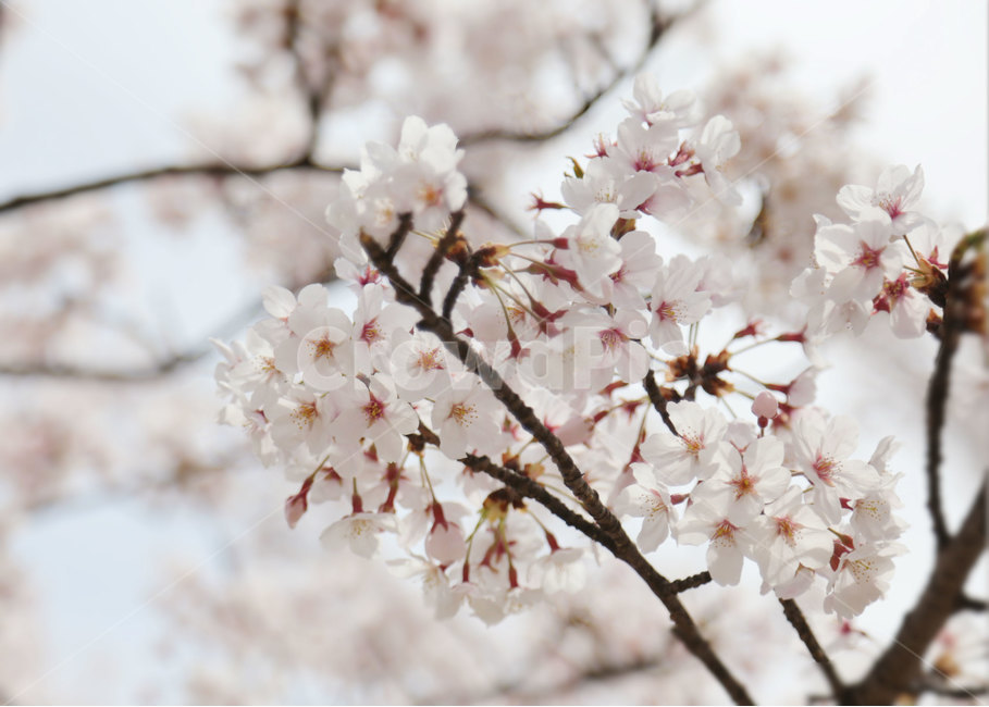 벚꽃,봄,꽃,blossom,flower,식물,plant,봄,계절,spring,season