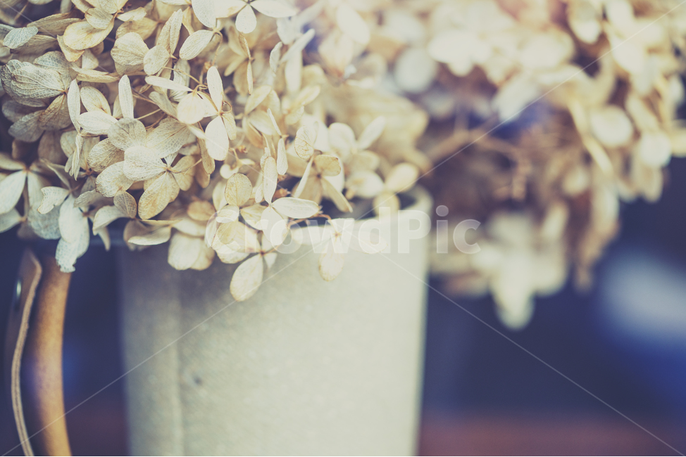 감성,자연,식물,화분,컵,식물,자연,plants,nature,감성,sensible,feeling