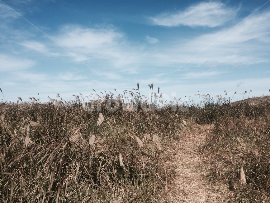 제주,오름,하늘,갈대밭,갈대,힐링,자연,풍경,nature,landscape,plant,식물,grass,잔디,lawn