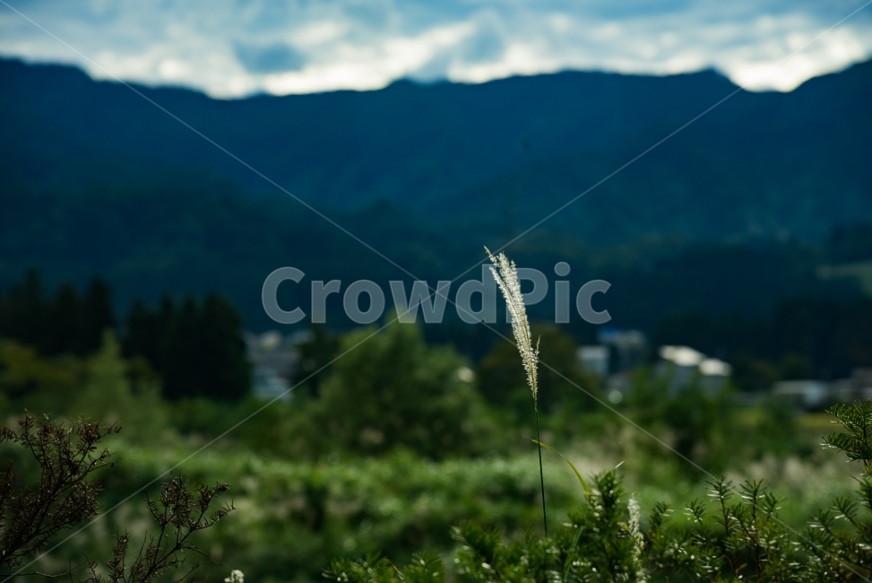 풍경,자연,억새,힐링,경치,가을,산,풀,시골,여행,일본,니이가타,가을,계절,fall,autumn,season,식물,자연,plants,nature,감성,sensible,feeling,grass,잔디,plant,vegetation,초목