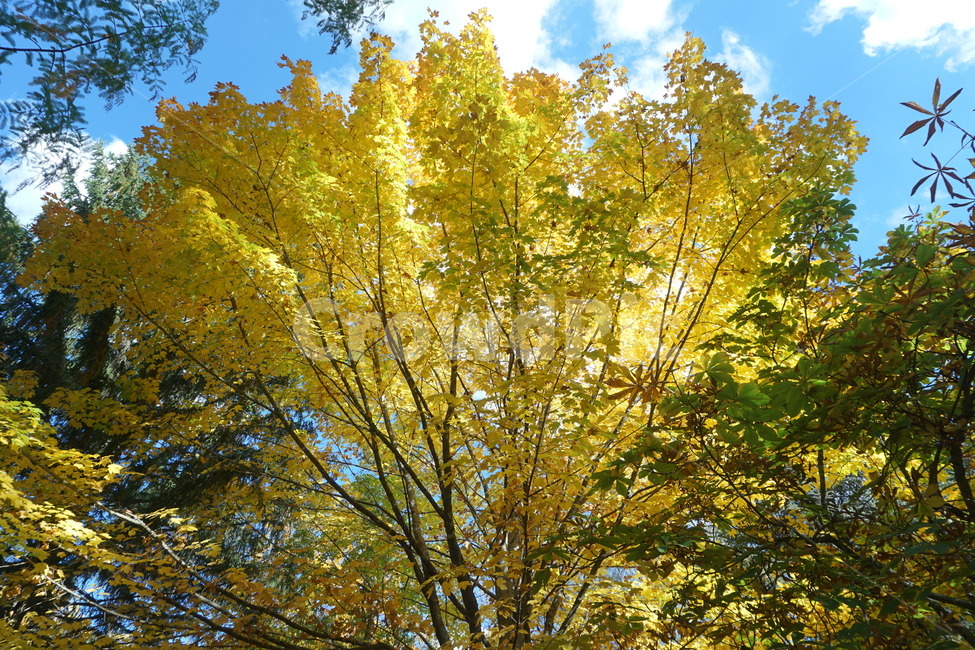 tree,나무,plant,식물,단풍,가을,계절,fall,autumn,season,tree trunk,나무 줄기