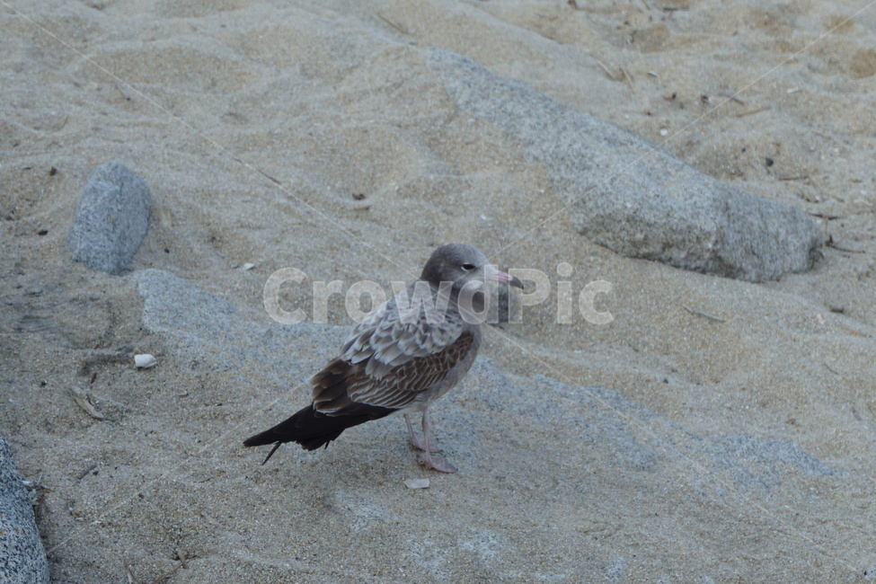 기러기,강릉기러기,겨울기러기,모래사장,기러기옆모습,동물,animal,조류,새,birds