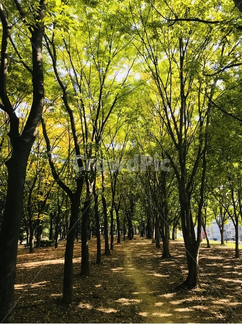 나무,구름,공원,자연,tree,cloud,plants,식물,nature,풍경,여름,배경,초록색,청량한,시원한,자연,풍경,nature,landscape,plant,tree trunk,나무 줄기