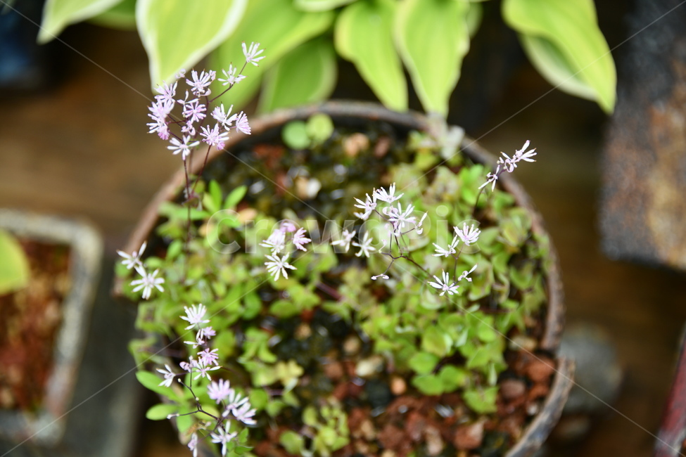 꽃,자연,식물,야생화,nature,flower,감성,feeling,배경,백그라운드
