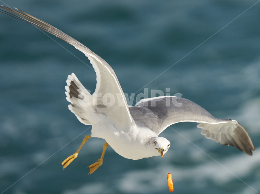 여수,바다,풍경,낭만,갈매기,먹이,조류,동물,animal,조류,새,birds