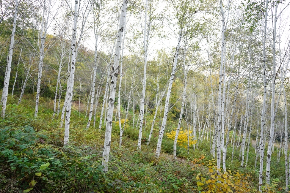 자작나무,자작나무숲,숲속,나무,가을,풍경,한국,자연,풍경,nature,landscape,식물,plants,나무,trees,wood