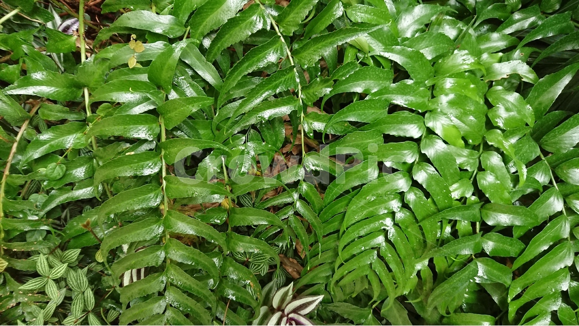 식물,나무,녹색,그린,자연,패턴,나뭇잎,식물,자연,plants,nature