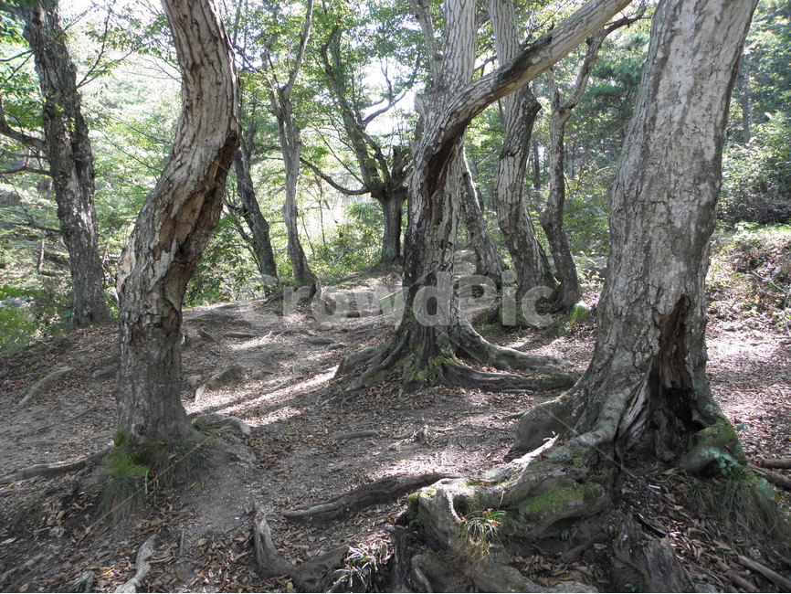 고사한,소나무,지리산,둘레길,가을,자연,풍경,nature,landscape,식물,plants,나무,trees,wood,plant,root,뿌리,tree,tree trunk,나무 줄기