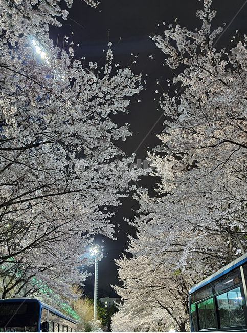 벚꽃,밤벚꽃,벚꽃야경,cherryblossoms,nightcherryblossoms,flower,nightflower,nature,자연