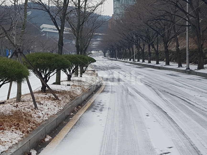 눈,눈길,빙판길,겨울,가로수
