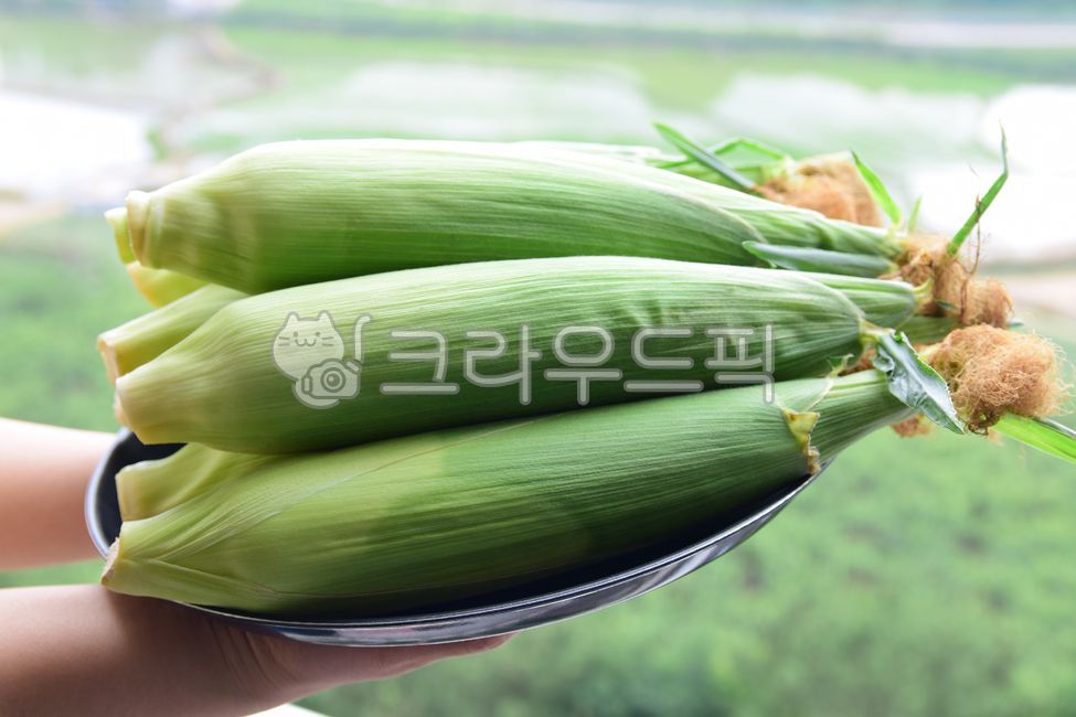 human hand,woman,raw corn,womans hand,corn,corn leaves,Chodang Corn,cone,corn stubble,food,grains,corner,corn husk,Food Ingredients,ingredients,grain,hand