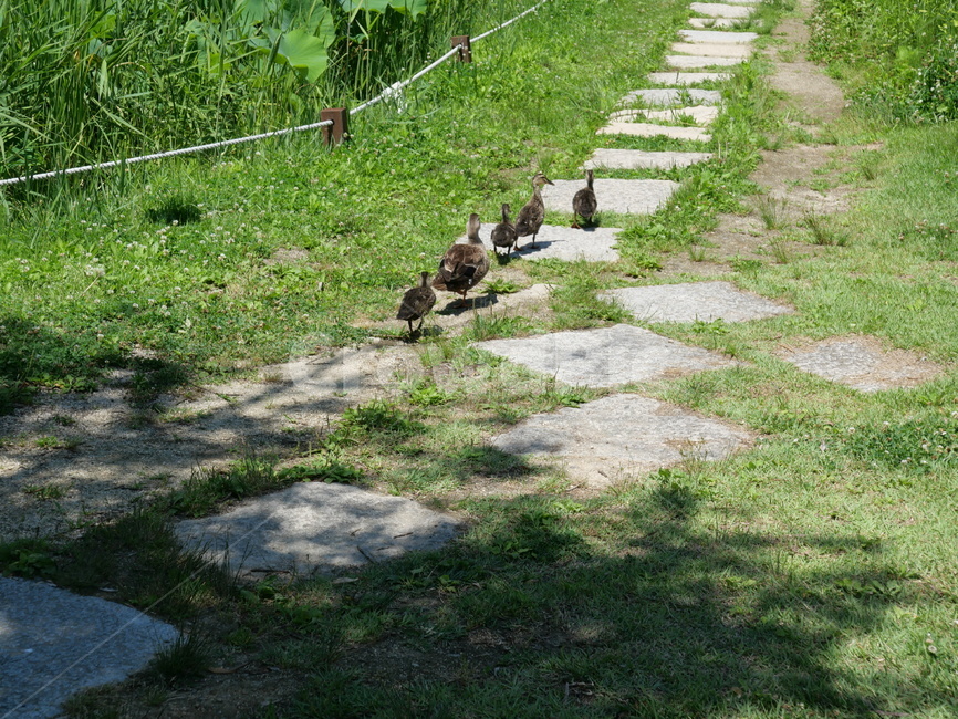 여름,잔디,돌길,오리,그림자,햇빛,공원,동물,animal,조류,새,birds