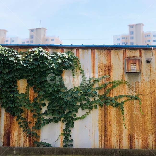 오래된,낡은,초록빛,녹색,잎사귀,green,leaf,old