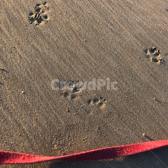 강아지,발자국,바다,모래,자국