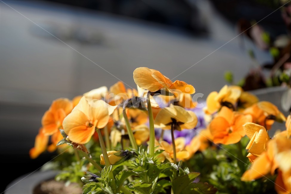 봄,정원,가드닝,원예,원예식물,화려,식물,꽃,garden,scent,healing,bloom,colorful,floral,flower,gardenflowers,happymind,life,nature,plant,spring