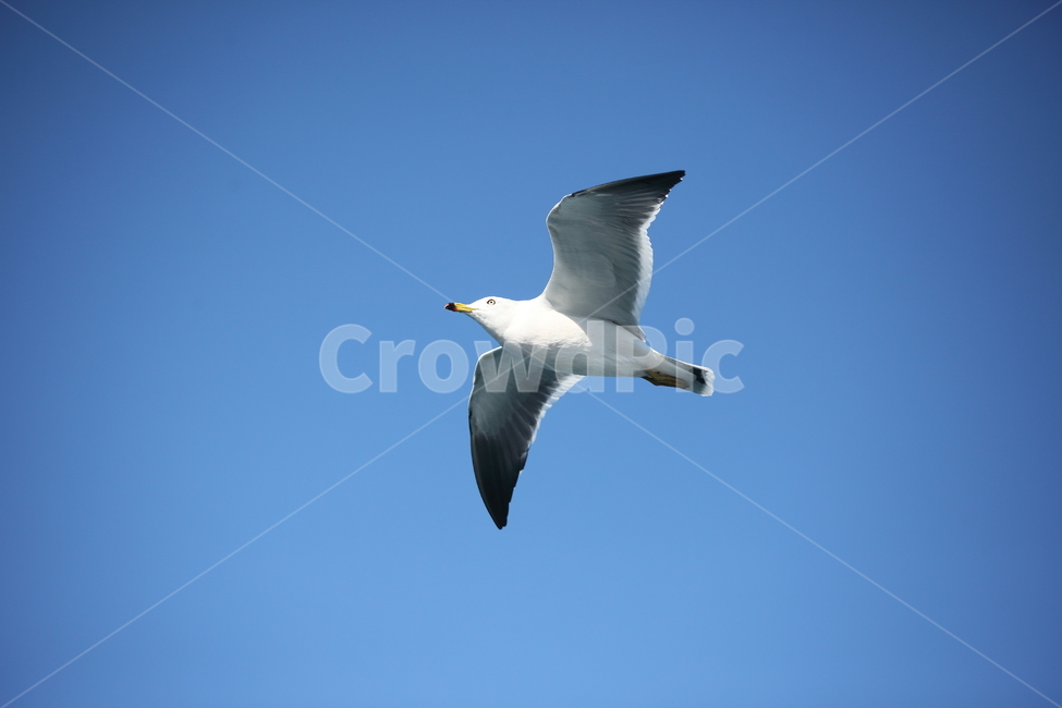 갈매기,바다새,대형조류,commongull,mewgull,laruscrassirostris,괭이갈매기,동물,animal,조류,새,birds
