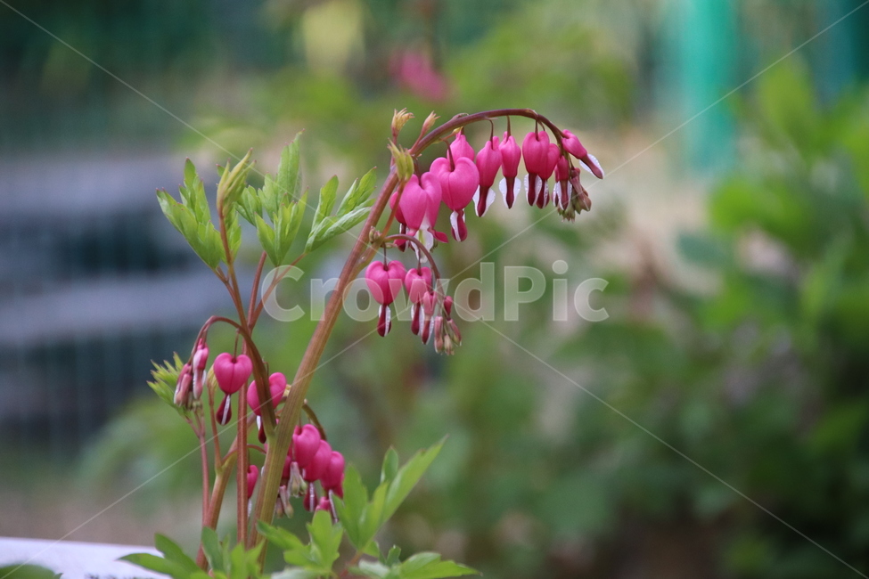 금낭화,꽃,자연,수목원,풍경,식물,자연,plants,nature,꽃,flower